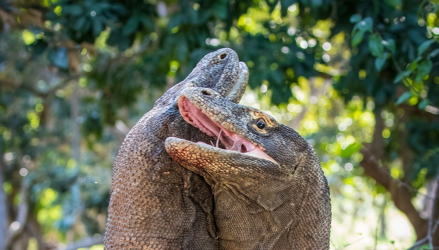 Excursión de un día a Komodo en lancha rápida desde Labuan Bajo