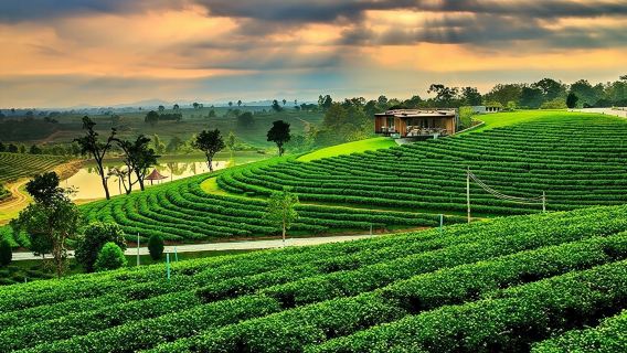 Desde Chiang Rai: 3 templos, recorrido por el Triángulo de Oro, plantación de té