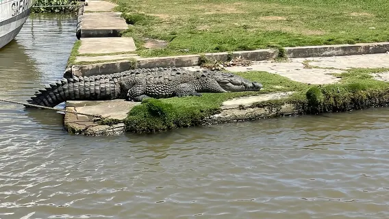 Tour to Black River and YS Falls 