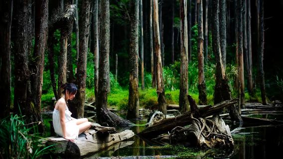 대만 관광전용셔틀{관광국 주도}~우울을 잊게 하는 숲[카풀.2인 출발}