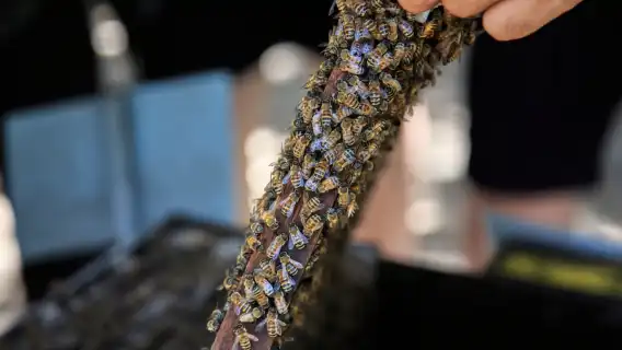 ฟูก๊วก|เที่ยวชมสถานที่ทางภาคใต้ – หาดซาว – วัดห้อก๊วก