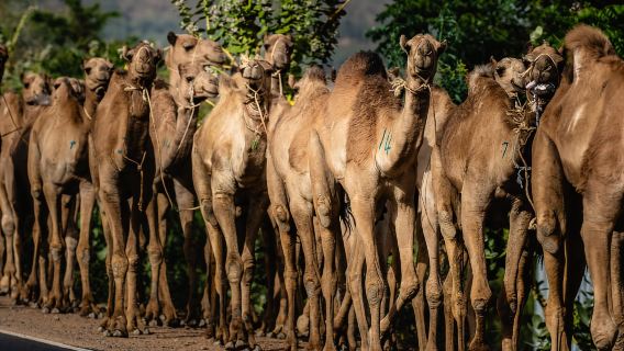 Addis Ababa: Northern Historic Site Circuit 7 Days/6 Nights