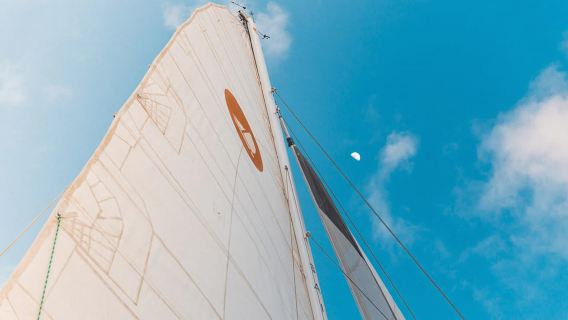 Da Lahaina: Golden Hour Whale Watch a bordo dell'Alihilani