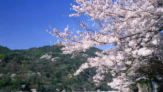Kyoto/Osaka: Kinkakuji, Bamboo Forest, and Nara Deer Park