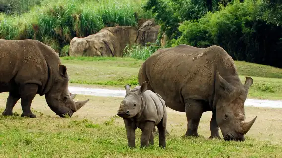 Tampa Bay CityPASS: Save up to 55% at 5 Top Attractions