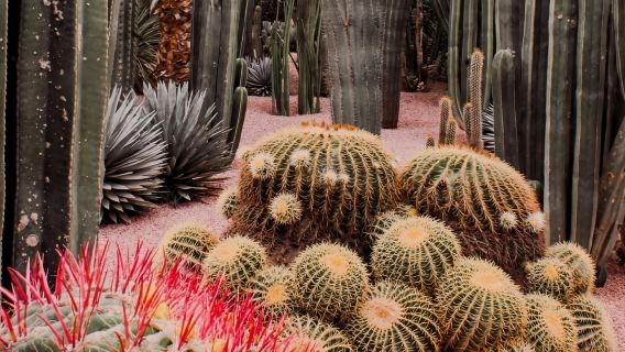 마라케시: 마조렐 정원, 박물관 입장권 및 오디오 가이드