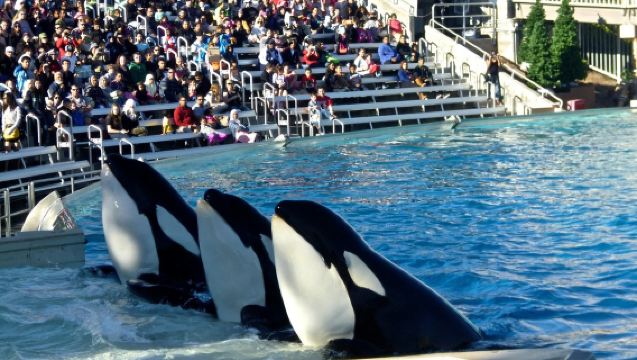 美國洛杉磯+聖地牙哥+拉霍亞海灣來回一日遊【中文包車可定制】