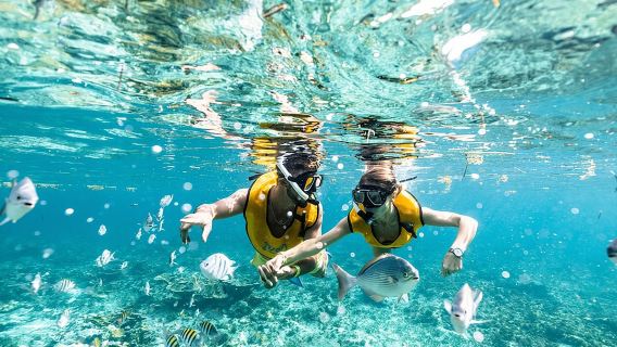 With Turtles, Shipwreck, Cenote, and Reef and Transport Included