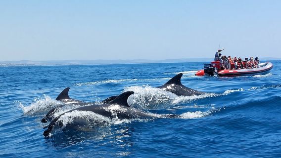 Dolphins Search and Benagil Caves from Albufeira