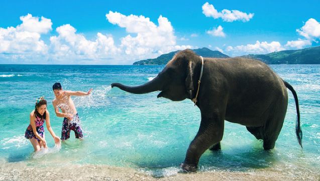 泰國象島改唄大象園【改唄大象園海邊騎大象洗澡親子/家庭遊】