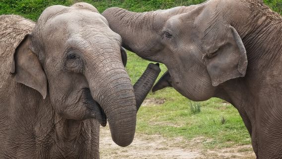 Udawalawa Safari & Elephants Orphanage Tour from Hambantota port