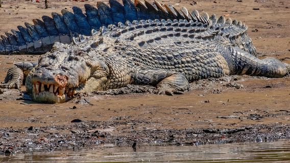 Solar Whisper Daintree River Crocodile and Wildlife Cruise