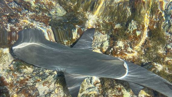 3-Hour Shark Bay and Salt Lakes in Sal Island Guided Tour
