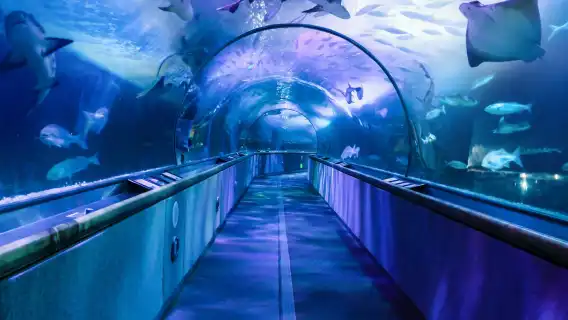 Go City 舊金山自選通行證【官方自營/含30+熱門景點/漁人碼頭/加州科學博物館】| San Francisco Explorer