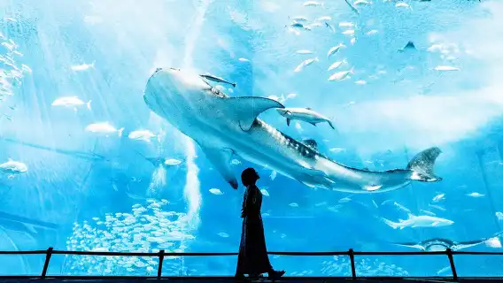 沖繩包車一日遊丨南部丨中部丨北部包車團|日文/普通話多車輛類型可選