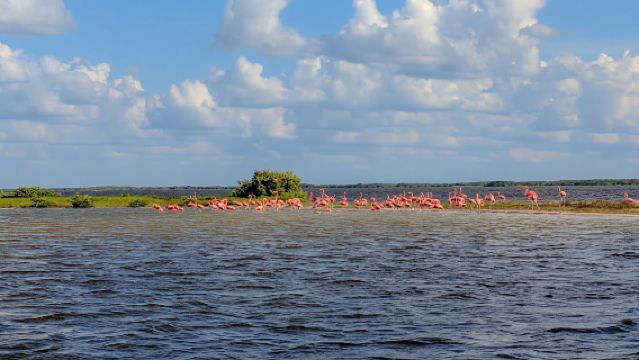 Tulum: Pink Lake, Rio Lagartos, Crocodile Flamingo Adventure