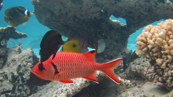 Snorkeling Excursion in Blue Bay Marine Park