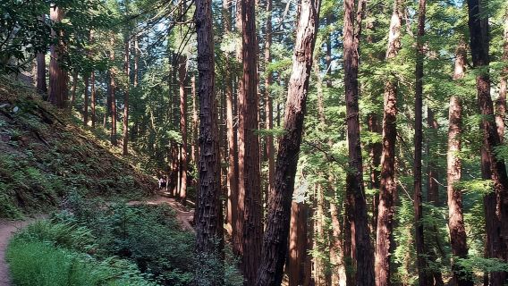 San Francisco: Tour tham quan Alcatraz cùng Muir Woods và Sausalito