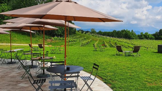 Conegliano: Prosecco Hills and Vineyards tour