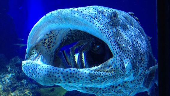 ケアンズ:水族館ガイド付きトワイライトツアー(3コースディナー付き)