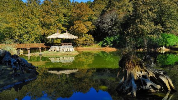 台灣阿里山風景區日遊【日出、隙頂茶園美景】（二＊天一＊晚）