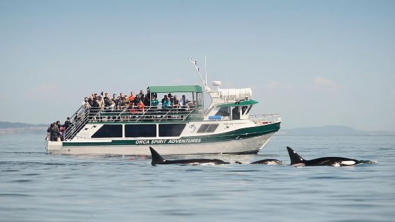 Victoria Whale Watching Tour on a Covered Vessel