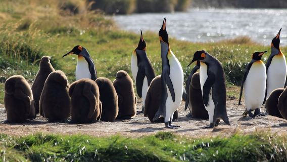 Porvenir tour di un giorno ai pinguini reali della Terra del Fuoco da Punta Arenas, Cile