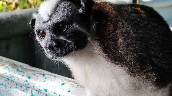 Full-Day Gatun Lake and Indian Village Tour from Panama City