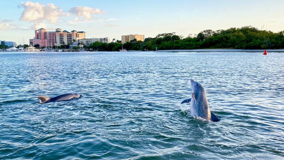 Crociera con i delfini e il Tiki intorno a Fort Myers Beach