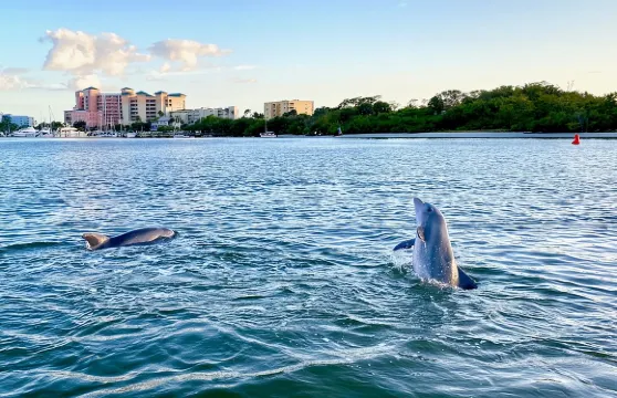 在邁爾斯堡海灘附近搭乘海豚提基遊船