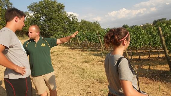 Montefalco: Winery and Oil Mill Tour in with Light Lunch
