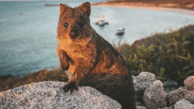 Rottnest Island Roundtrip Fast Ferry from Hillarys Boat Harbour