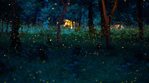 沙巴大王花半日遊丨可加kawa、天境、威士頓紅樹林【多套餐】