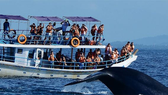 スリランカ・ミリッサワンデーツアー【ミリッサ・ホエールウォッチング&イルカツアー 15323】