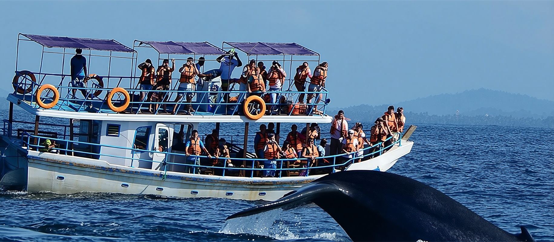 Eendaagse tour in Mirissa, Sri Lanka [Walvissen & dolfijnen spotten in Mirissa 15323]