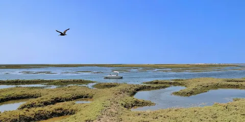 法魯出發:里亞福莫薩觀鳥生態遊船之旅