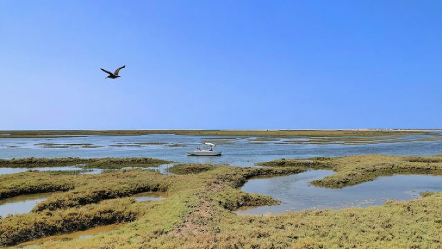 Birdwatching in Ria Formosa - Eco Boat Tour from Faro