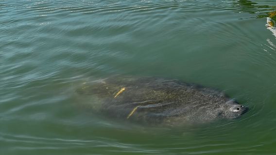 Bonita Springs Eco Kayak Tour – Best Gear, Premium&Clear Kayaks