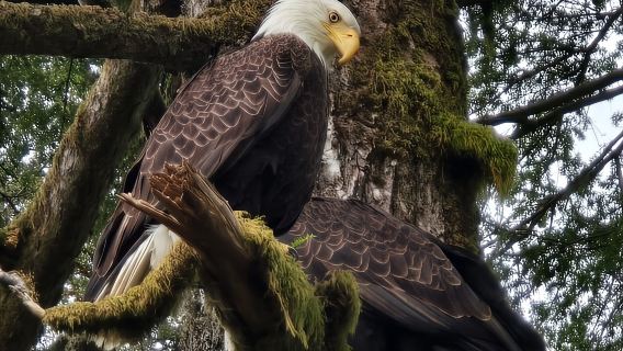 Alaska Wildlife Waterfall Tours
