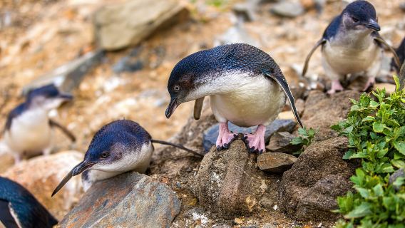 Oamaru: Entrada para la observación nocturna de pingüinos