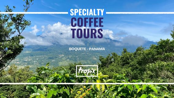 Boquete, Panama: Specialty Coffee Tour