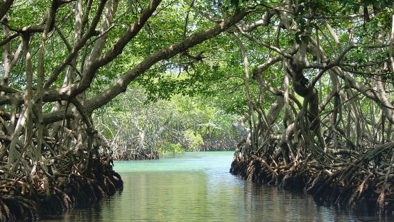 История Гарифуна с туром по мангровому туннелю и обезьянам/ленивцам