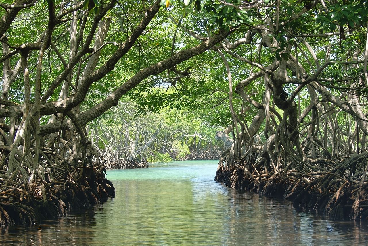 Histoire des Garifunas avec visite des singes/paresseux et du tunnel de mangrove