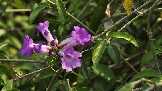 【厳選プラン】植物園+タイ族園ワンデーツアー|2~18名様の少人数ツアー|貸切チャーターオプションあり