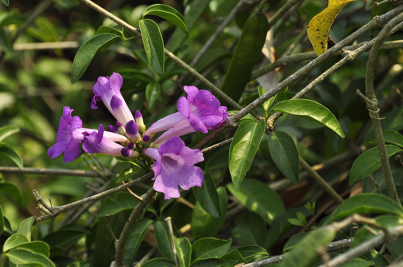 [Premium Pure Play] 1-day tour to Botanical Garden + Dai Ethnic Park (2-18 person small group) | Optional private charter available