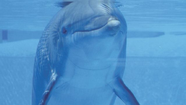 Special Discount Offer: Selwo Marina - Benalmadena