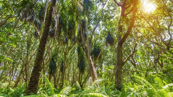 Zanzibar Jozani Forest and Prison Island private tour