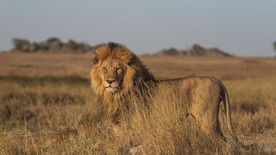 Day Tour to Amboseli National Park