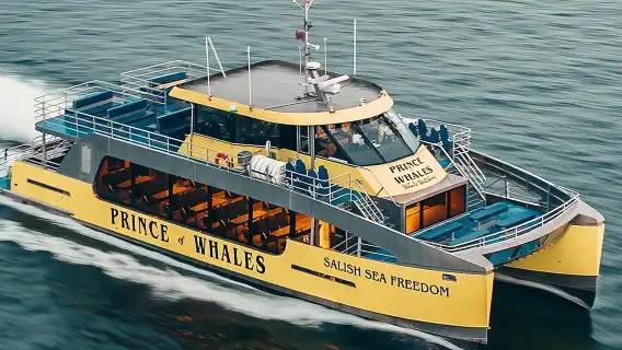 Vancouver Half-Day Whale Watching Adventure with Free Photos