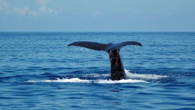 Perjalanan Katamaran Seaborn